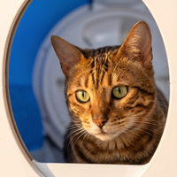 pdp: close-up of cat face near box entrance