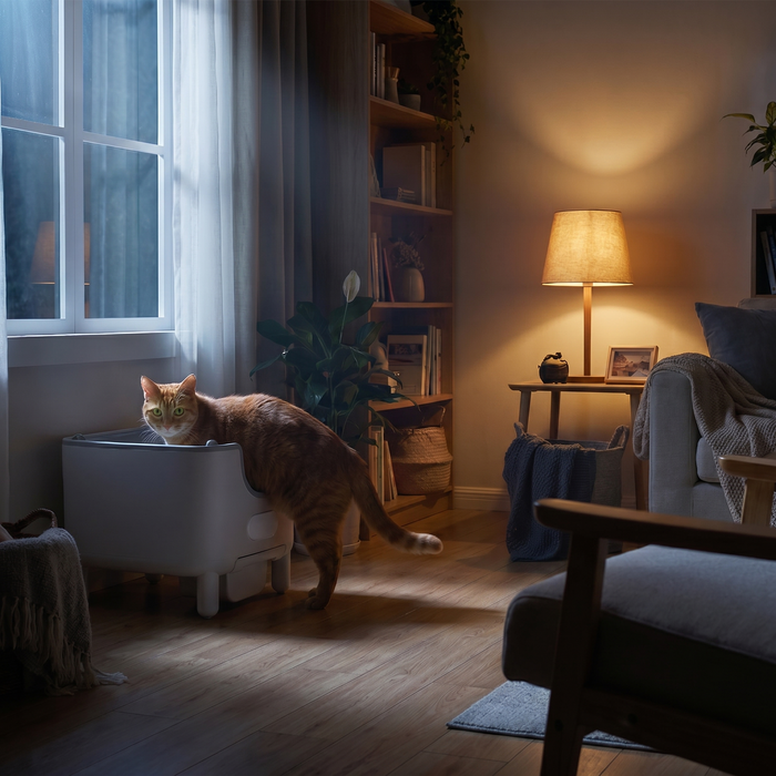 pdp: nighttime scene with cat using the box