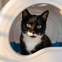 pdp: close-up of cat face near box entrance