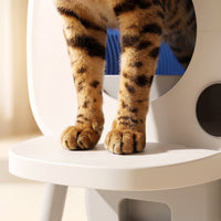 pdp: close-up of paws on the clean entry platform